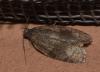 Syndemis musculana
